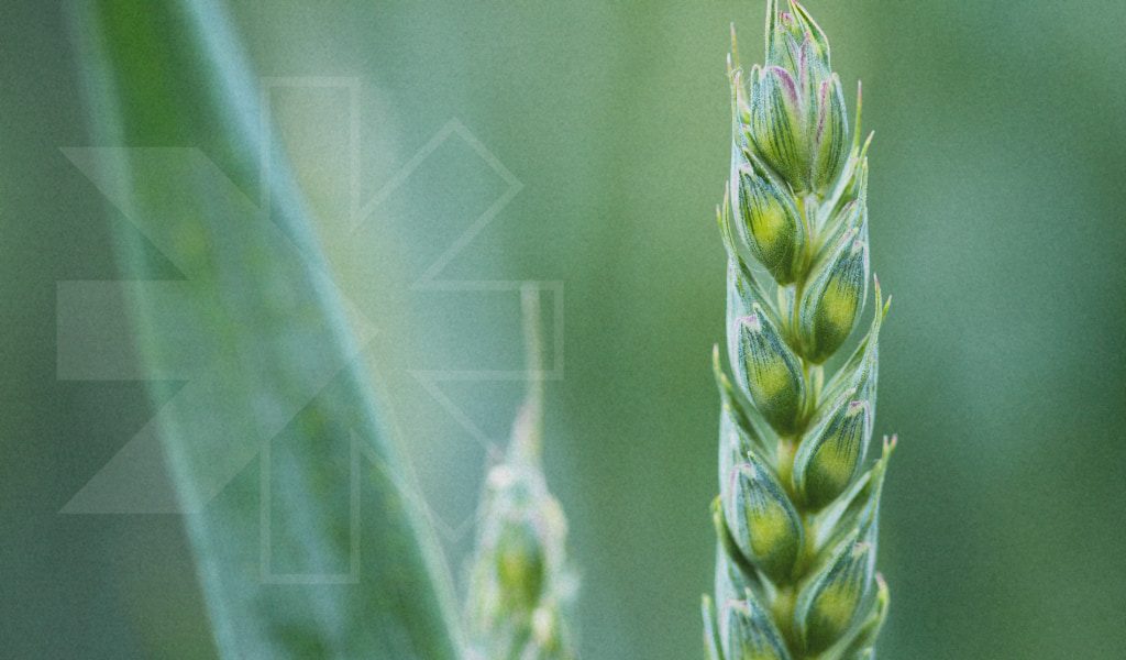 MicrosoftTeams-image-45